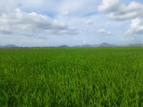 Rice Field 